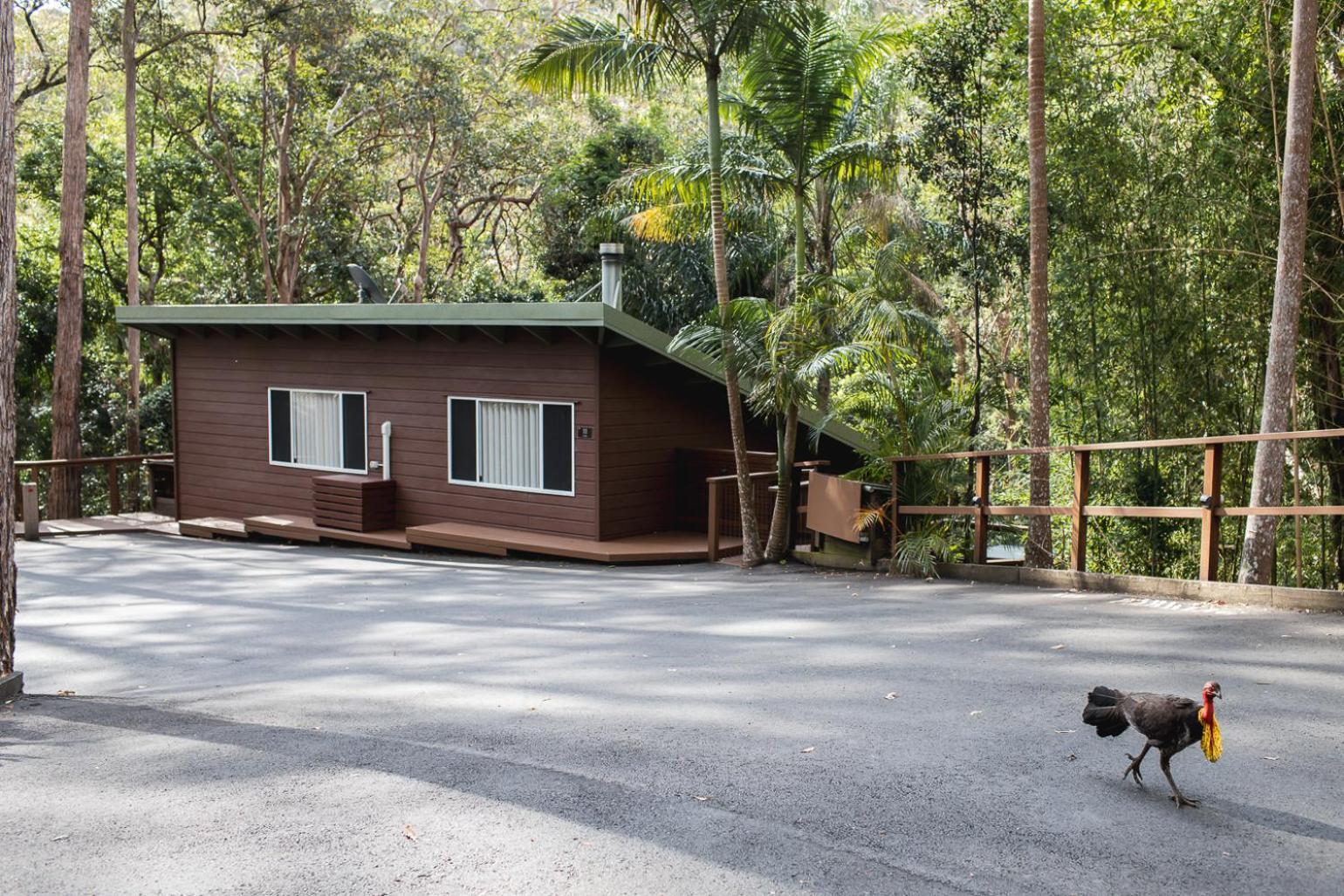 Kondalilla Eco Resort Montville Extérieur photo
